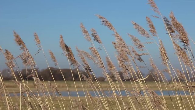 Schilf Gras Getreide schwing im Wind mit blauem Himmel an der K&uuml;ste
