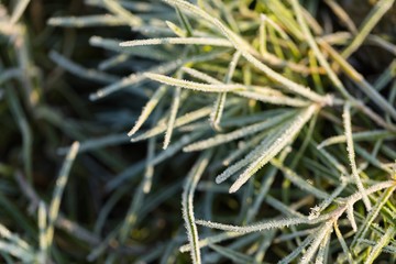 Hoarfrost on grass in winter