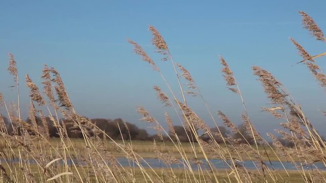 Schilf Gras Getreide schwing im Wind mit blauem Himmel an der K&uuml;ste