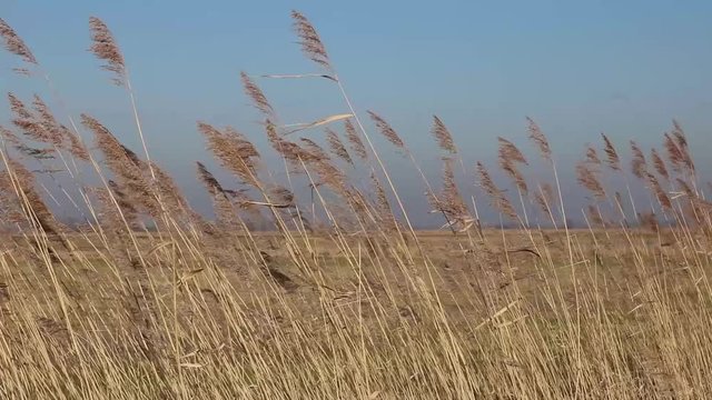 Schilf Gras Getreide schwing im Wind mit blauem Himmel an der K&uuml;ste