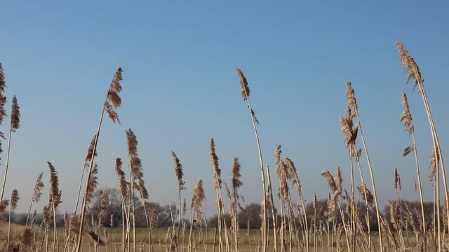Schilf Gras Getreide schwing im Wind mit blauem Himmel an der K&uuml;ste