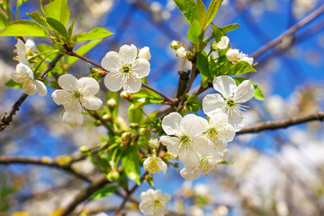 Fototapeta premium Flowers on the tree. Bright spring background.