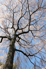 枝垂れ桜