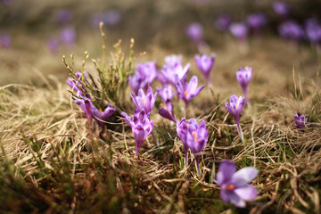 Crocuses, violet spring mountain flowers in wild nature