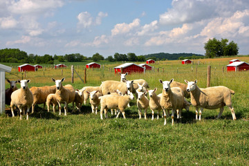 Sheep Farm. Agricultural background. Curious sheep grazing at a farm in Midwest USA.