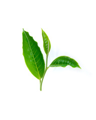 green tea leaf on white bacground
