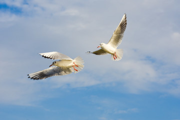 Seagulls flying with open wings over blue sky.