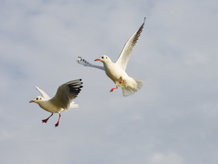 Seagulls flying with open wings over blue sky.