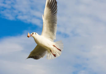 Seagull flying with open wings over blue sky.