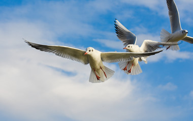 Fototapeta premium Seagulls flying with open wings over blue sky.
