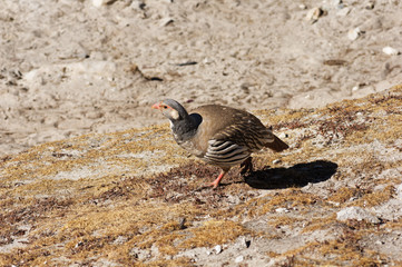 Tibetan Snowcock