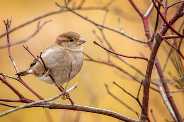 Small Sparrow