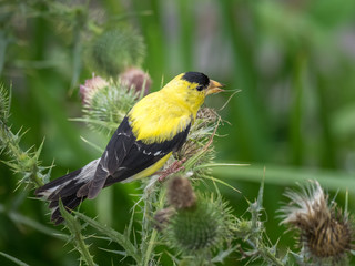 Goldfinch Feeding