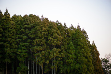 Wide angle view of a forest of cedar trees against a white evening sky. Nobeoka, Kyushu, Japan. Travel and nature concept.