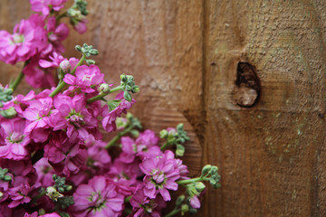 pink flowers and wood fence