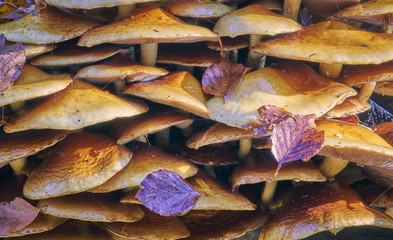 A colony of toadstools side view close up