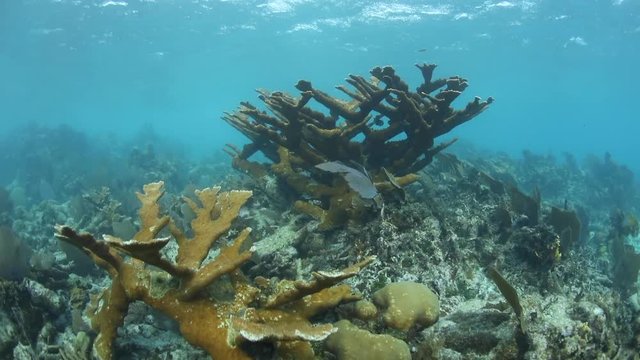 Elkhorn Coral Colony in Caribbean Sea