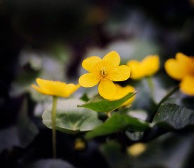Wild yellow marigolds