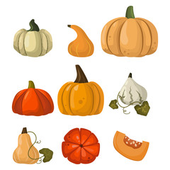 Fresh orange pumpkin vegetable isolated vector illustration.