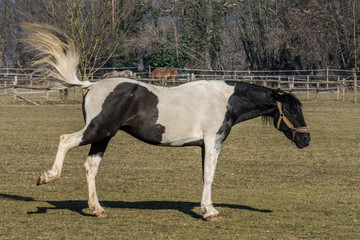 A black and white piebald horse kicks in the meadow of a riding stable
