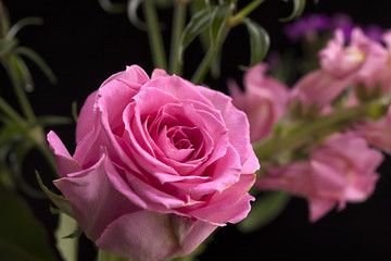 Close up of a pink rose.