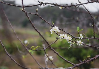 plum flower, high mountains Moc Chau, Vietnam, in the spring