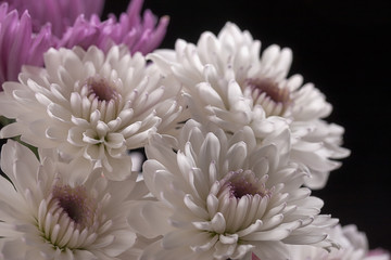 Close up of white mums.
