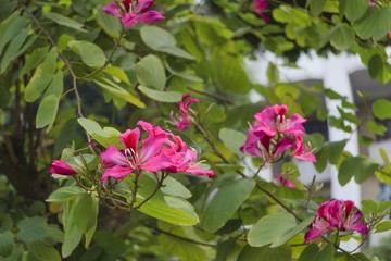 Purple flowers in Hanoi Old Quarter and Hoan Kiem lake
