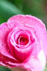 Pink Rose with Water Drops