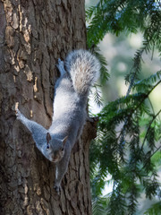 gray squirrel climbs a tree in the woods