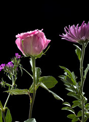 Pink rose with other flowers.