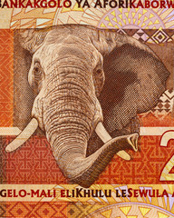 African elephant on South Africa 20 rand banknote close up macro, South African money closeup