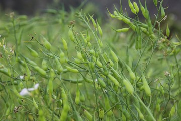 White rapeseed flower field in Moc Chau, Son La province, Vietnam