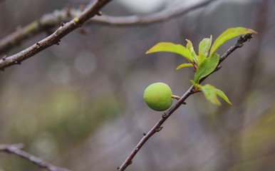 plum flower, high mountains Moc Chau, Vietnam, in the spring