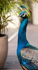Peacock in Maui
