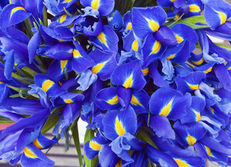 Violet spring irises.