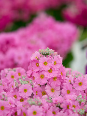 Obraz premium プリムラの花