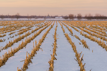 Farmland in rural Ottawa, Canada with remnants of corn plants partially covered by snow