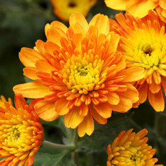 Beautiful yellow chrysanthemum in the park