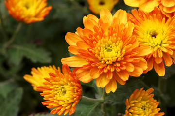 Beautiful yellow chrysanthemum in the park