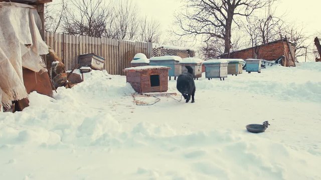 Playful young mongrel dog on chain in snow. Kennel.