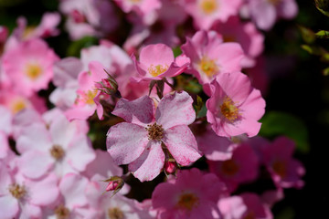 Pink Flowers