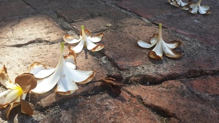 falling Plumeria on clay antique floor
