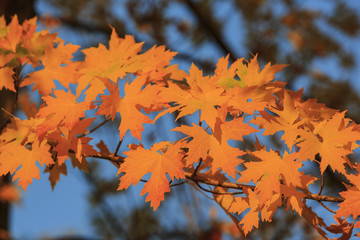 Beautiful fall color over Oak Glen area