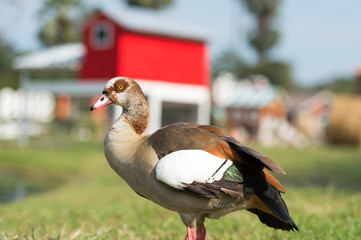 a duck in the front of the house