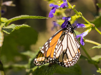 Monarch Butterfly Feeding on Purple Salvia
