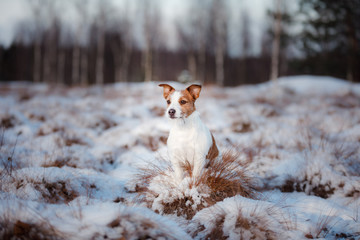Dog Jack Russell Terrier outdoors in the winter, snow,