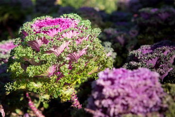 Cultivation ornamental Kale Red Coral.