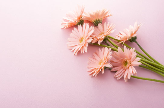 ガーベラ の写真 ロイヤリティフリーの画像 グラフィック ベクターおよびビデオ Adobe Stock ガーベラ の写真 ロイヤリティフリーの画像 グラフィック ベクターおよびビデオ Adobe Stock