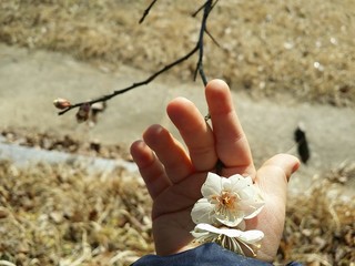 아기손안에 매화꽃